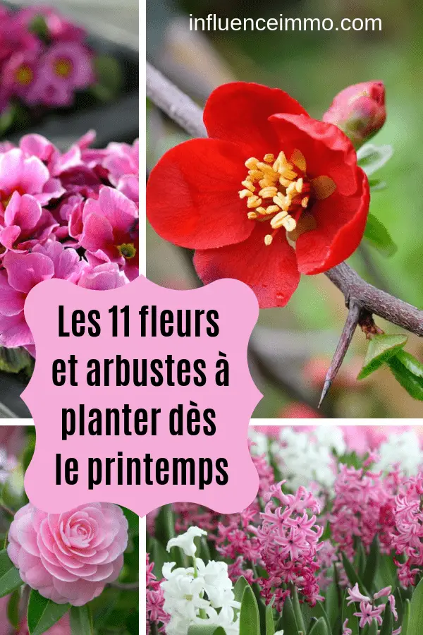Les 11 Fleurs Et Arbustes A Planter Des Le Printemps