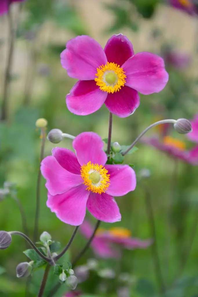 Fleurs Et Plantes Id Ales Qui Illumineront Votre Jardin En Automne