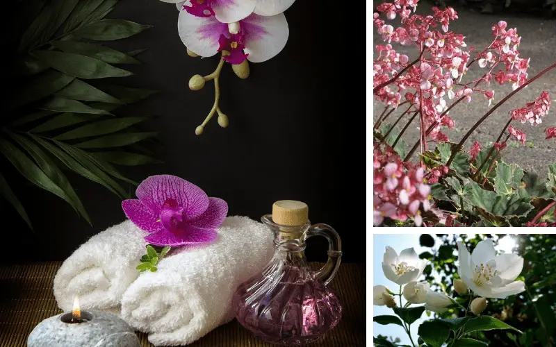 La sélection des 7 meilleures plantes parfumantes pour votre intérieur