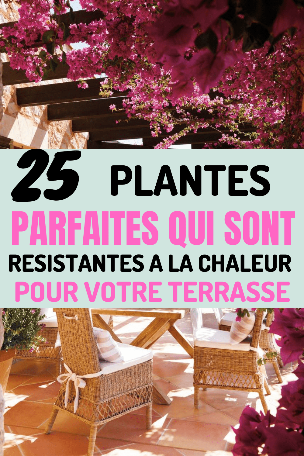 25 Plantes Résistantes A La Chaleur, Parfait Pour Cet Ete