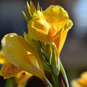 25 Plantes Résistantes A La Chaleur, Parfait Pour Cet Ete