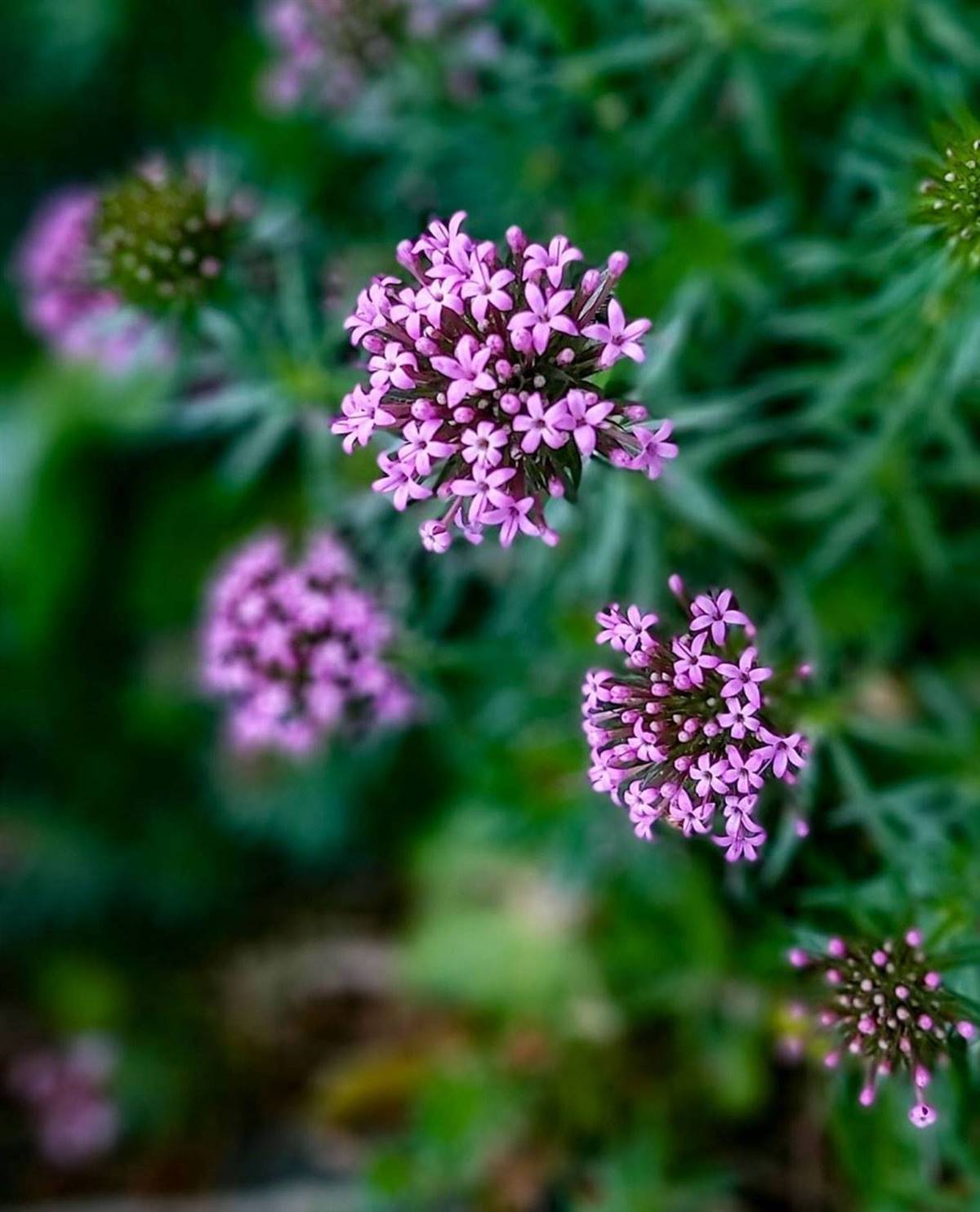 Pack De 10 Règles Transparentes Ashton & Wright - 6 Pouces / 15 Cm - Résistantes à L'éclatement - Pour école, Bureau, Loisirs Créatifs