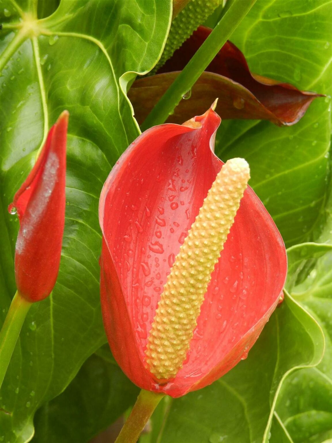 30 Plantes D'Intérieurs Faciles D'entretien Qui Sont Nos Meilleurs Alliés