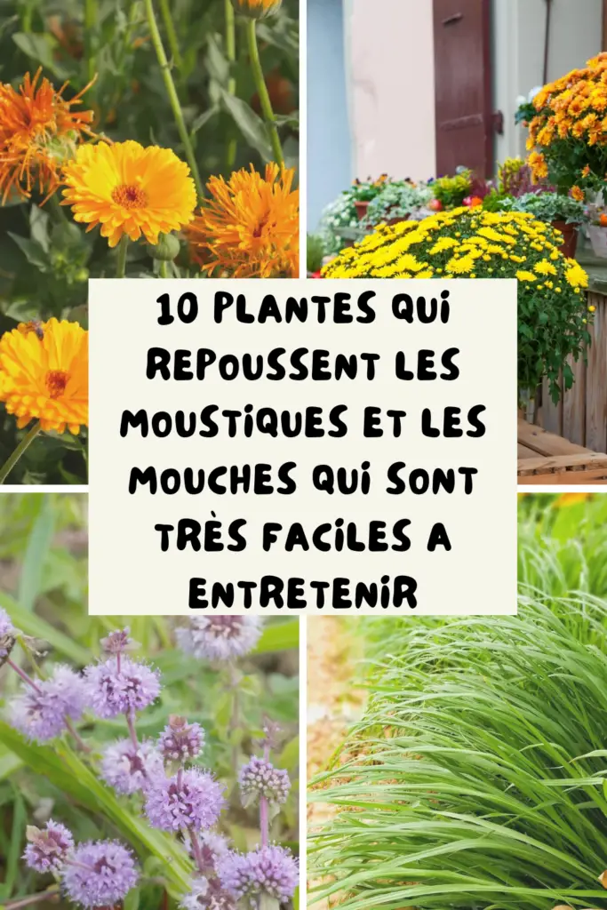 10 Plantes Efficaces Contre Les Mouches et Les Moustiques — free download